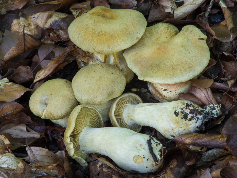 Cortinarius cotoneus